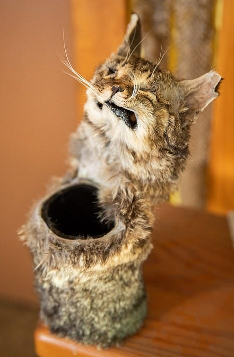 他不顾骂名一心要当猫的天敌，在20年里杀害1400多只猫！是慈悲还是残忍？