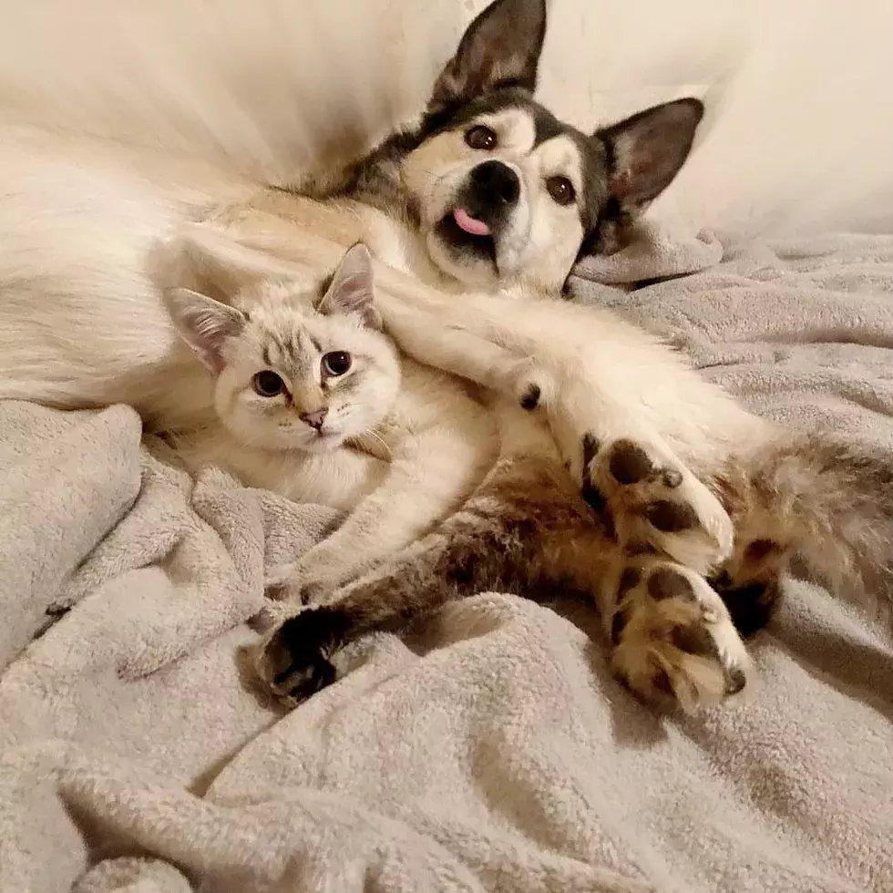 瘫痪小猫被亲妈遗弃，隔壁二哈：你不养，我养！