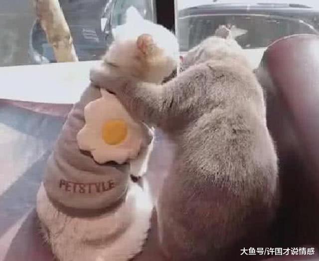 两只猫关系亲近，当着铲屎官的面相互拥吻，铲屎官：不忍直视