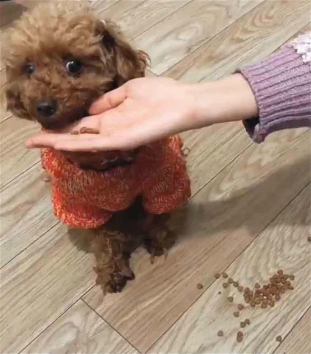 泰迪過完年嘴變叼，喂狗糧直接吐在地上，狗：我要吃肉……