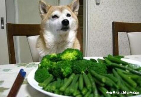 小编提醒你: 狗狗长期吃这“5种食物”, 就离生病不远了!