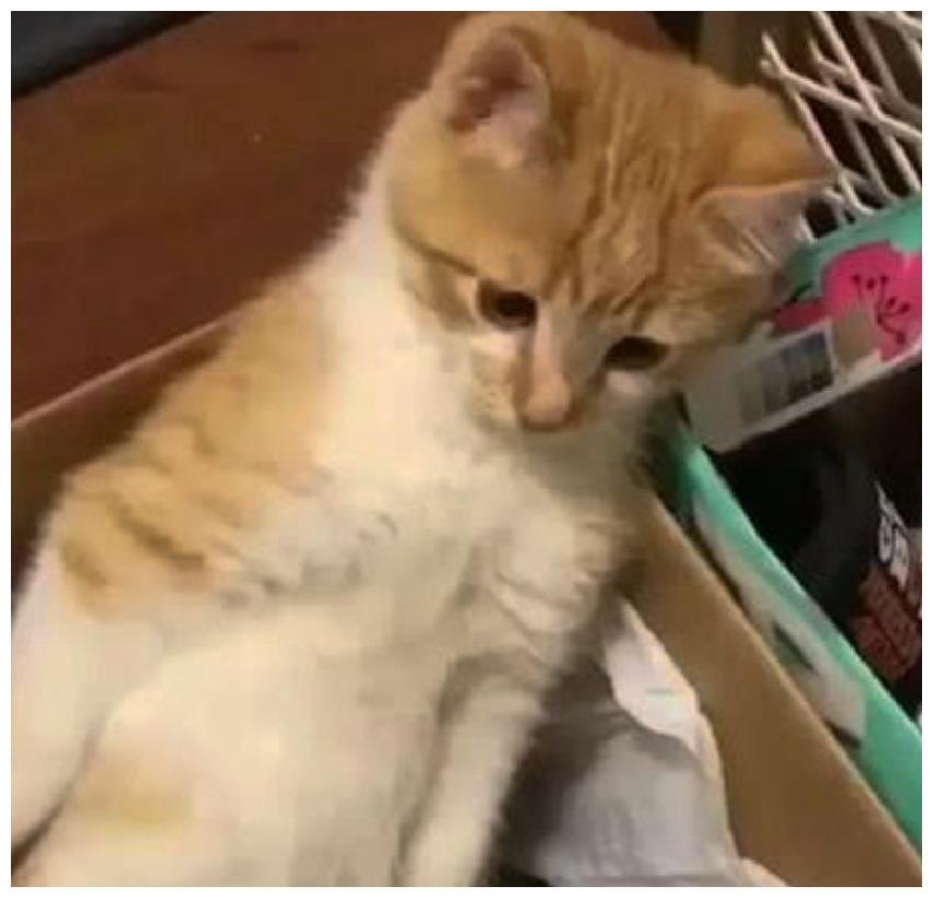 主人让猫咪的厕所下不得脚, 猫咪用眼神优雅表达: 委屈