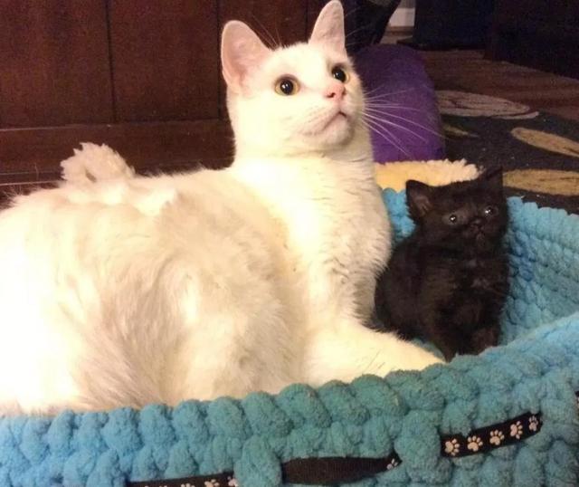 流浪猫咪“本尼”，养育了很多流浪猫，只有经历了苦难，才更懂爱