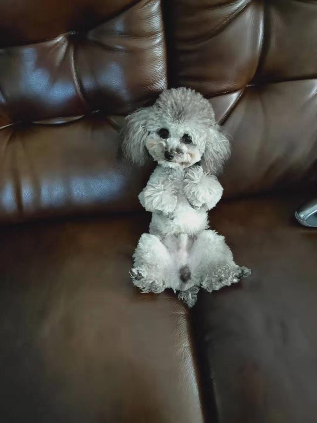 青岛市李沧区东李新苑寻找灰色公泰迪