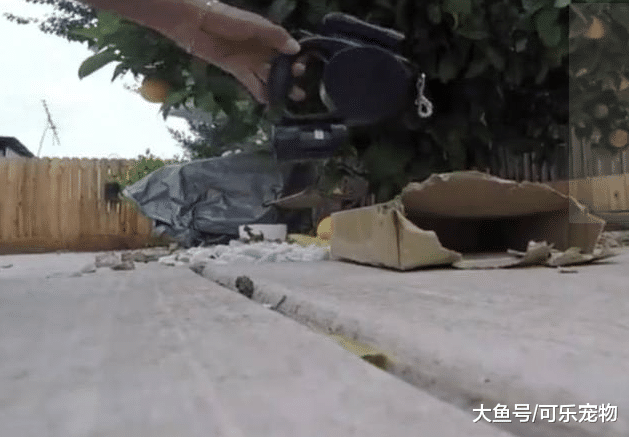 哈士奇也是有用的，能帮主人取快递，也能替主人撕开快递