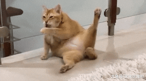 一只油腻的“中年橘”，这画风太辣眼，主人表示实在看不下去了！