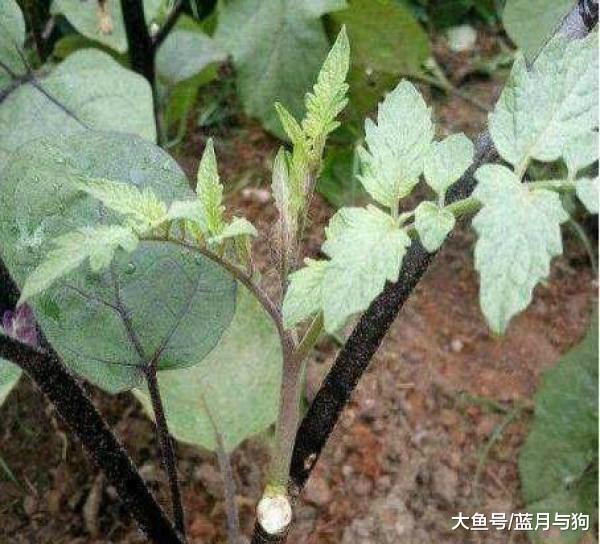 老农突发奇想，将西红柿和茄子嫁接到一起，过几天长出这样的果实