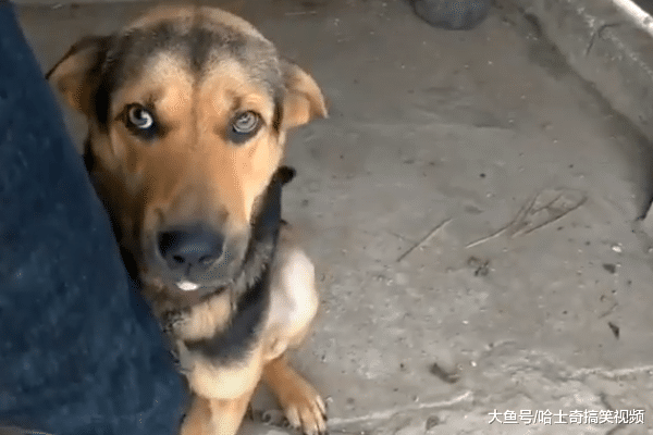 网友捡了只流浪狗, 狗狗的举动让他很感动, 汪: 别再丢下我
