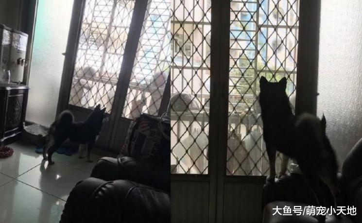 等到不耐烦，着急出门的柴脸塞门缝5分钟：铲屎的快一点