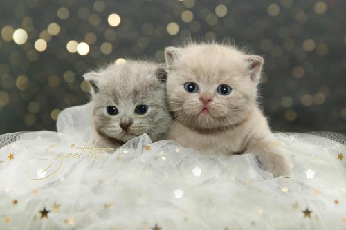 辟谣：猫咪刚出生就洗澡，洗了不会得奶癣，这怕不是要猫命吧