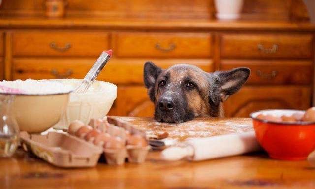 对狗狗十分健康的15种食物，不知道的赶紧记下来