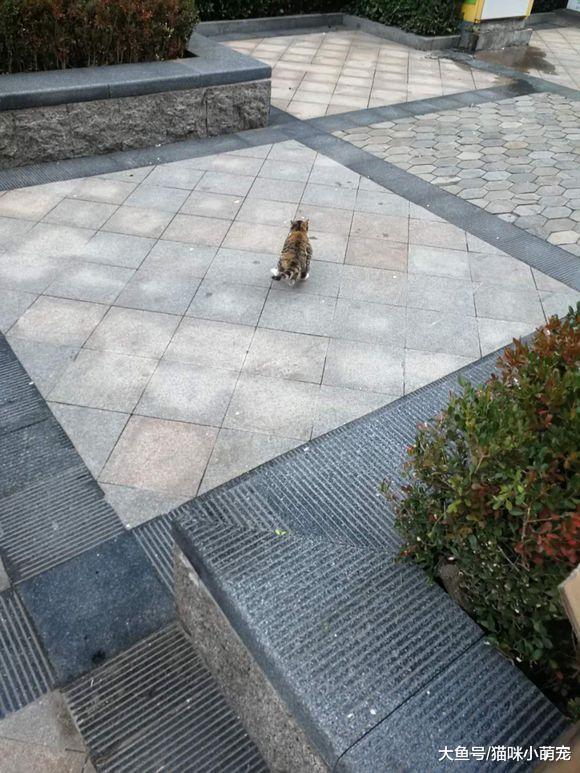 男子破墙营救困在井里的流浪猫, 救上来之后慌了!