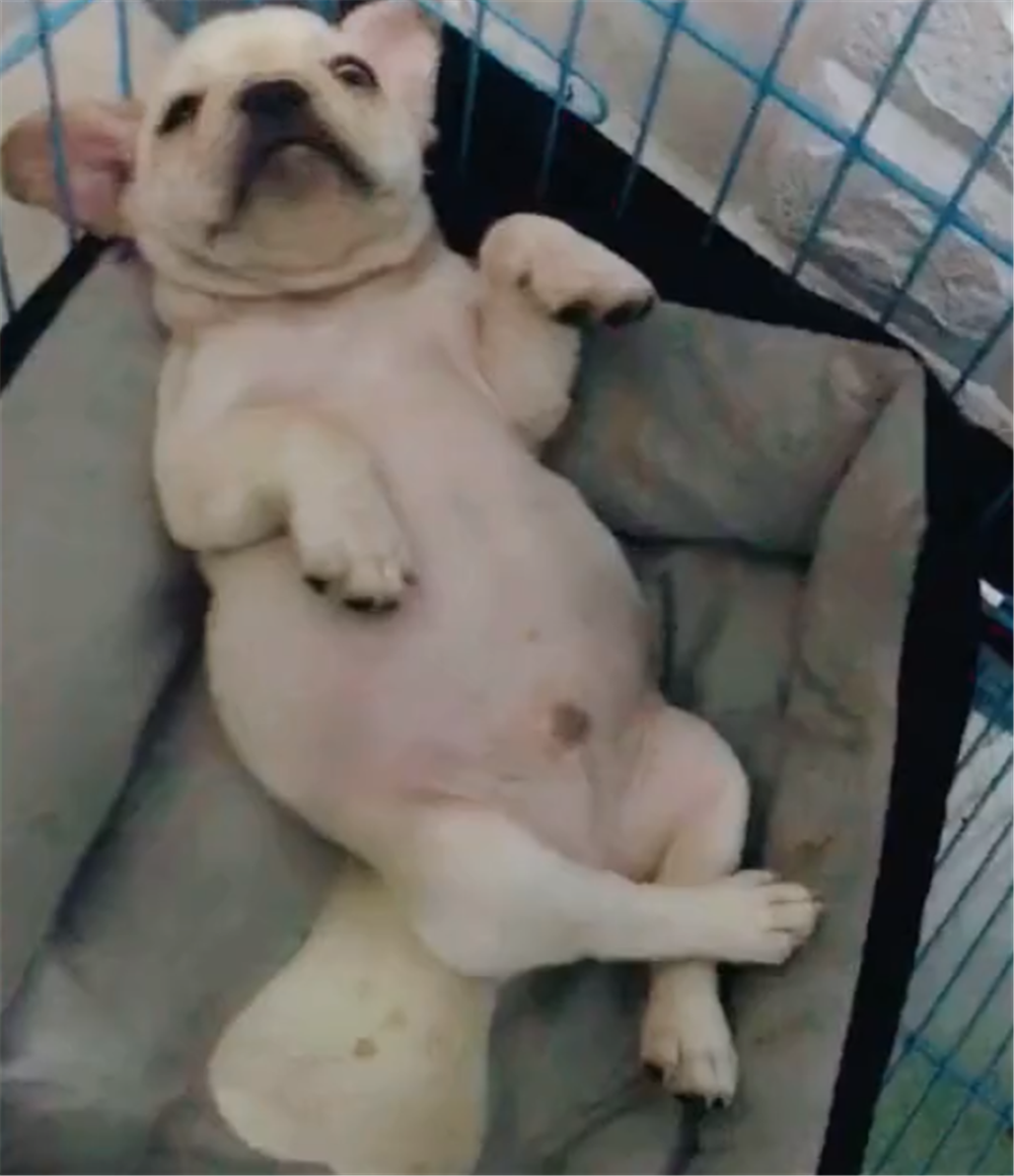 斗牛犬回農村鉆水溝，狗子滿身泥巴奔竄似魚雷，小路上人見人躲…