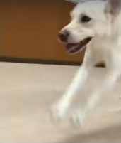 怒不可遏！导盲犬被主人狠狠踹在头部，导致狗狗重伤