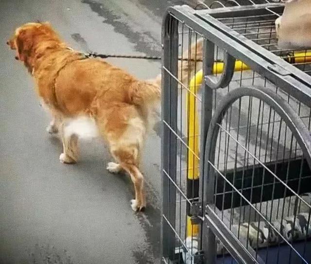 害怕相親，女孩10年春節不敢回家，寵物店與狗過年：還能掙三四萬