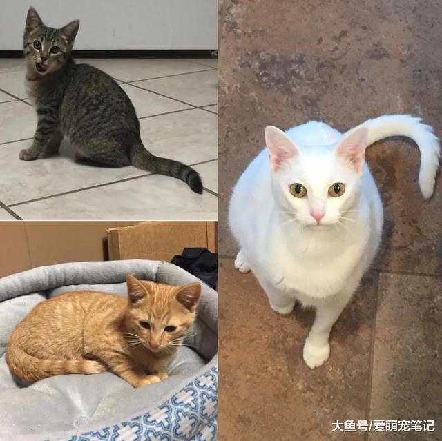 2只小猫托付给人类，流浪猫妈妈偶尔前来探望，男子的做法很暖心