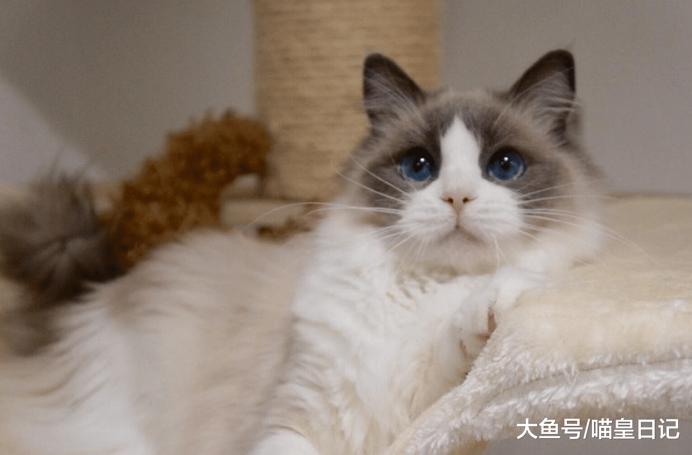 喵星人不用猫砂盆的六个原因, 找到属于你家猫主子的原因了吗?