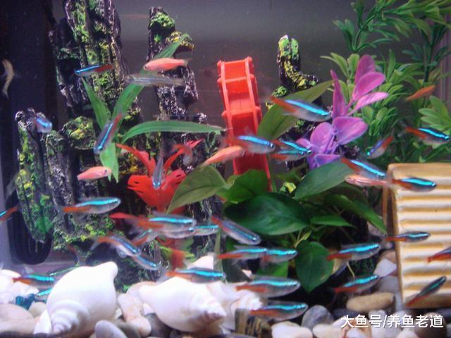 到魚店里偷魚的小偷，我們最后成了朋友！