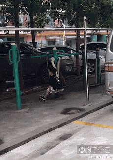 导盲犬服役3年后又见到养大自己的主人