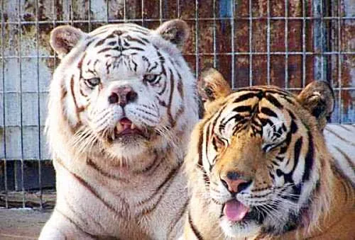 最罕见的老虎，面部狰狞，丑陋至极，背后真相却令人心疼