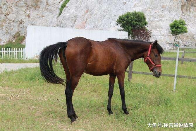 3名变态男侵犯马牛羊数百次，被判20至40年，真是十恶不赦！