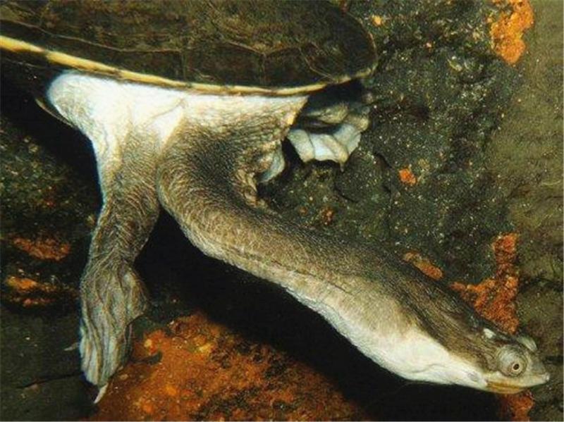 盘点三种长相怪异的生物，第二种头生“肿瘤”，第三没有皮肤？