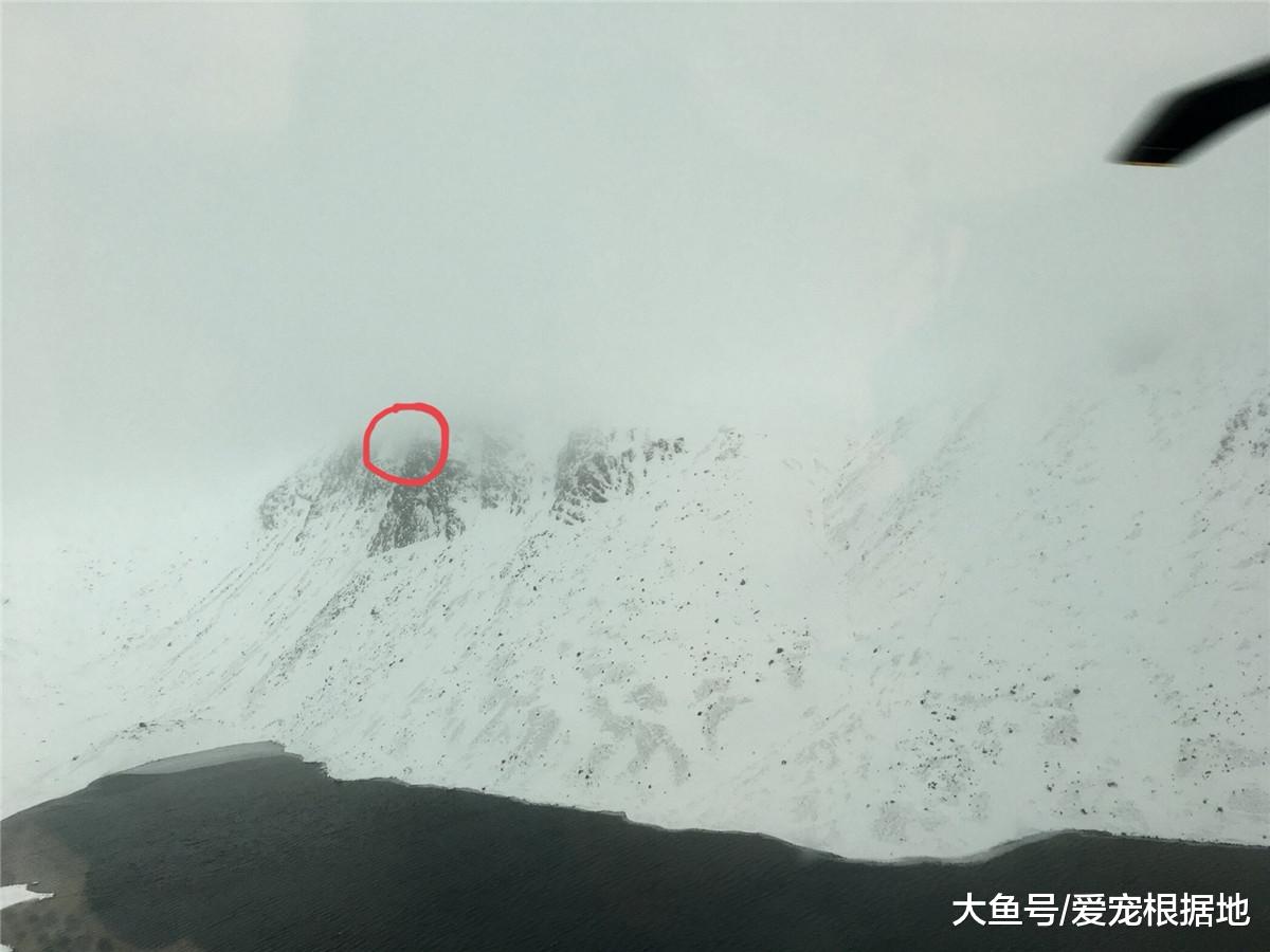 宠物狗与主人在深山走失，下落不明，海岸警卫队派出直升机救狗！