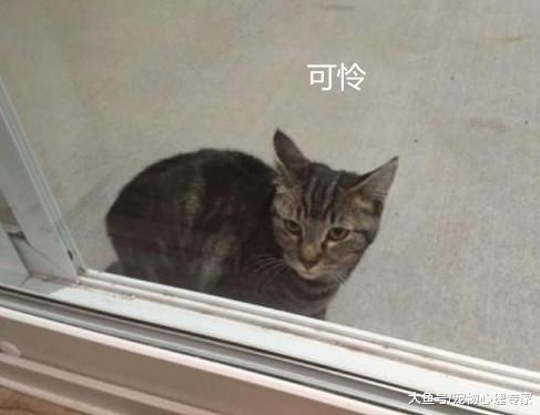 流浪猫每天待窗外不肯走，误以为它是讨吃的，收养后才明白用意