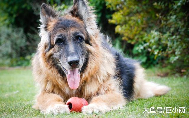 狗狗在慢慢变老，你察觉到了吗？很多人都不知道这6个提醒信号