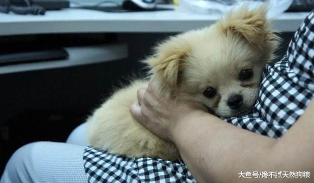 狗狗的这些动作，不一定是撒娇发脾气，有可能是向你求救