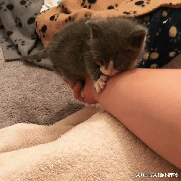 小猫眼睛染上疾病无法看见，主人要将它安乐死，却被兽医斥责一顿