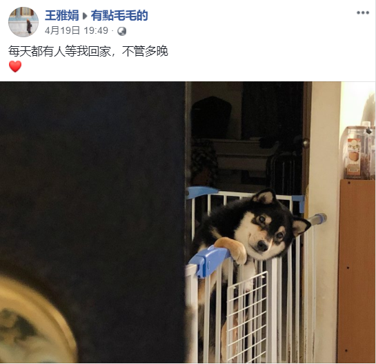 饲主拍下每天回家画面，暖柴柴专注侧脸实在太萌了