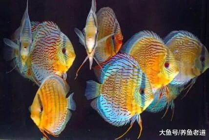 我能养好金鱼但就是养不好热带鱼，这种情况可能出现吗？