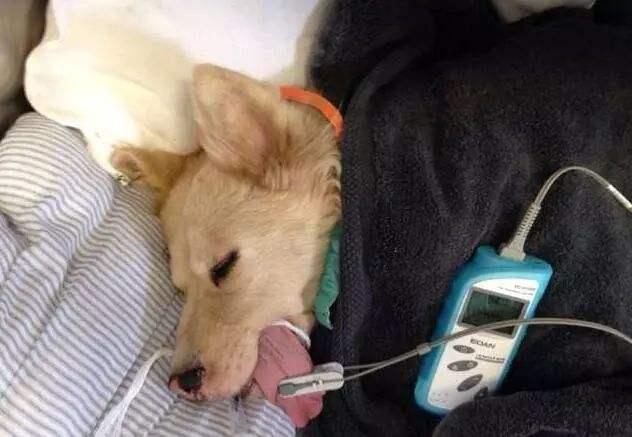 这样养狗, 容易亲手害死狗狗!