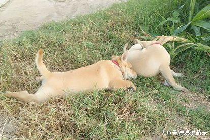 土狗睡醒发现家里没人，它偷偷跑到玉米去玩，发现主人也在