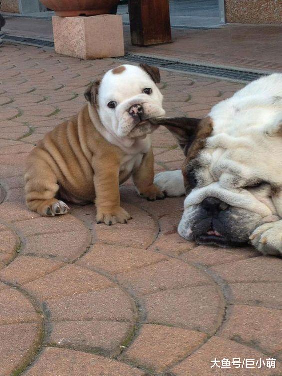 小狗简直熊孩子，难怪被大狗讨厌，被打也只能认了