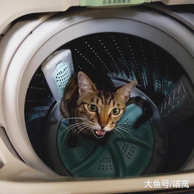 小猫咪这凶巴巴的做什么呢？真以为能吓到铲屎官？