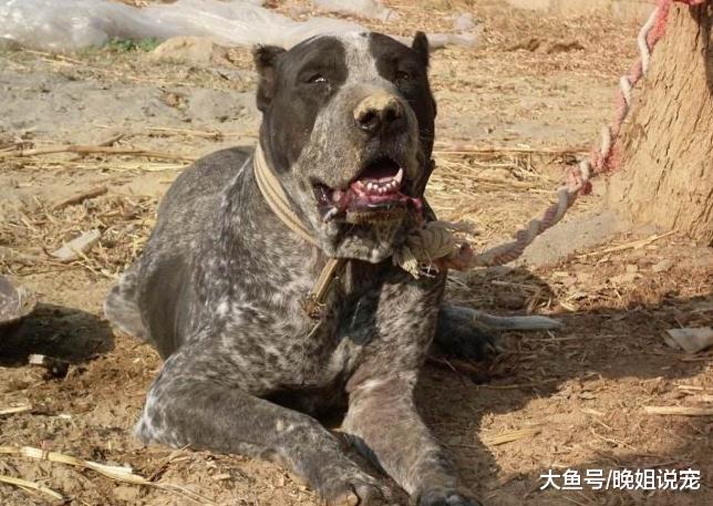 ?战斗力极强的狗狗，第一种不比牧羊犬差，第二种很擅长打架