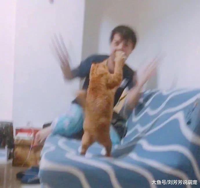 今天又被猫打了，好开心！