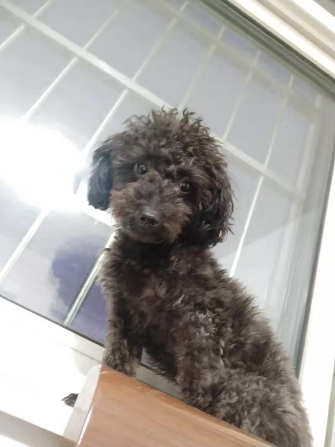 临沂市解放路永恒华府寻找泰迪墨菲