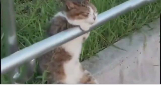 猫咪不知道主人离世，每天在路边等主人！