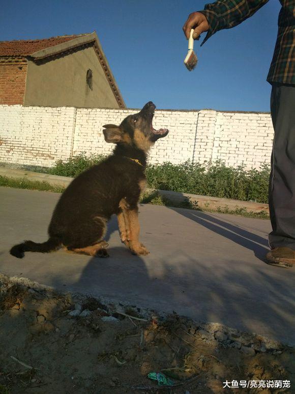 带德牧出来玩，逗它还给逗急眼了，冲着主人大吼大叫