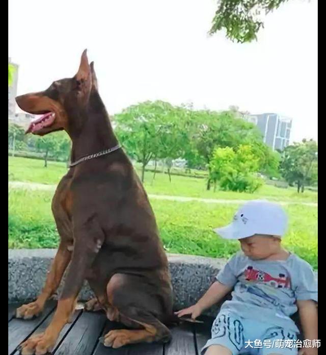 杜宾犬实在太高了，坐车时头都顶到车顶了，狗：考虑过我的感受吗