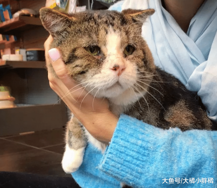 老猫流浪多年害怕人类，却被女孩的温柔打动，生病后再次找到女孩