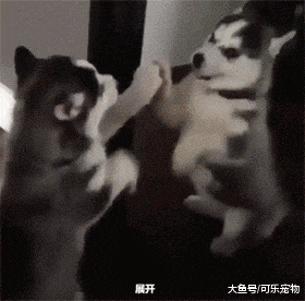 主人给哈士奇照镜子，结果二哈懵圈了：这里面是谁？快出来单挑！