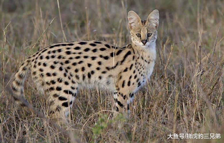 它是猫科动物里的大长腿, 却因外表漂亮, 引来很多杀身之祸
