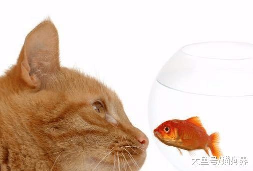 你知道猫为什么吃鱼吗？可不仅仅是因为喜欢