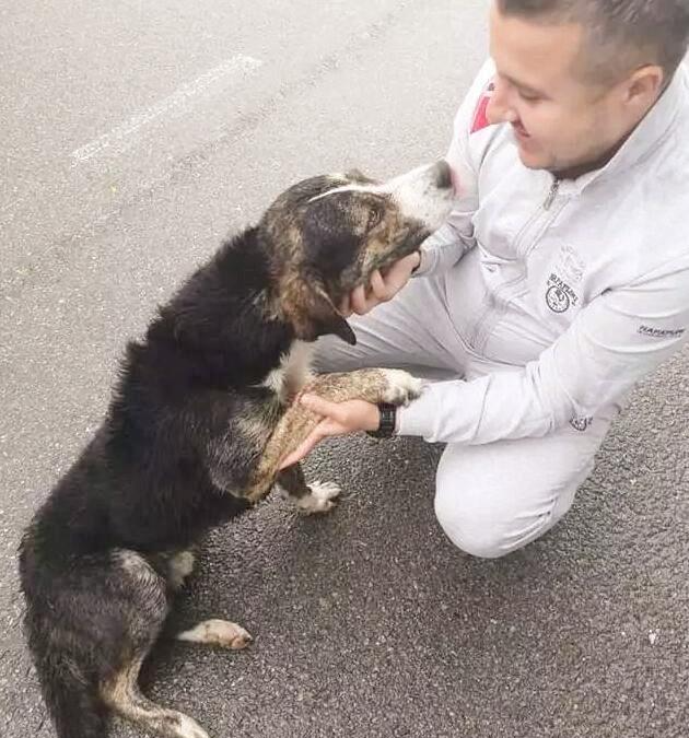 小哥騎行途中受傷被困野外，夜幕降臨時，流浪狗的出現救了他一命