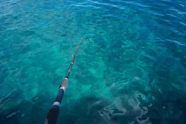 又大又肥的鲫鱼，你能钓多少？民间小妙招，大鲫鱼呼呼咬钩