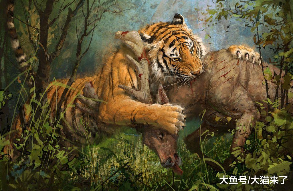 东北虎频繁进村背后：不应只关心它们凶不凶，更应关心它们饿不饿